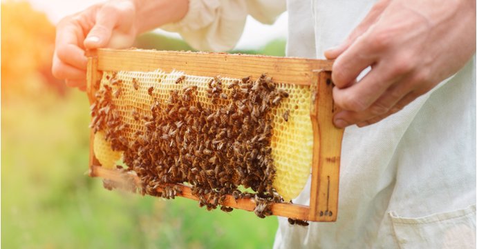 Business is buzzing at Gloucestershire golf course with the arrival of 4,000 bees