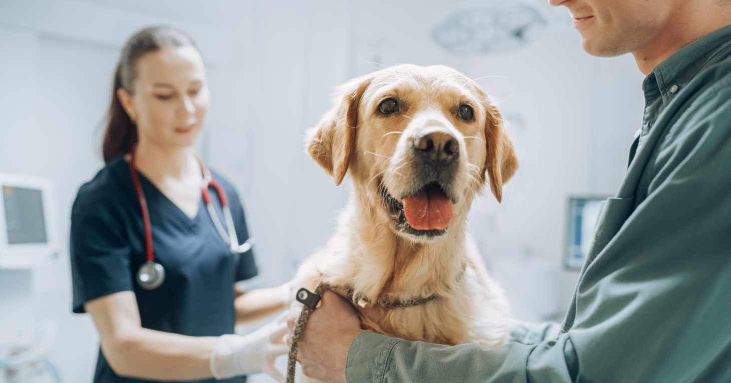 Ask the vets series: Expert advice for Gloucestershire pet owners