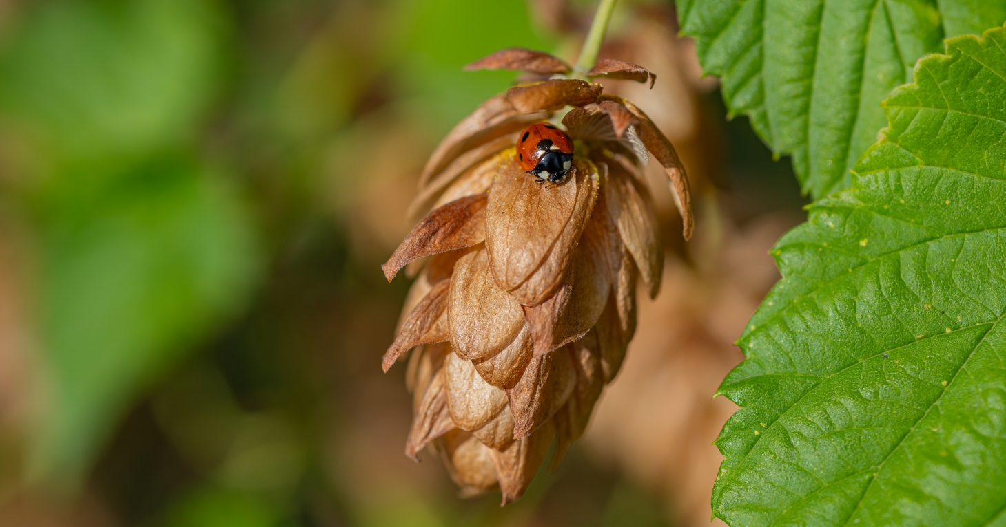 How Gloucestershire businesses can prioritise environmental and social goals this B Corp Month