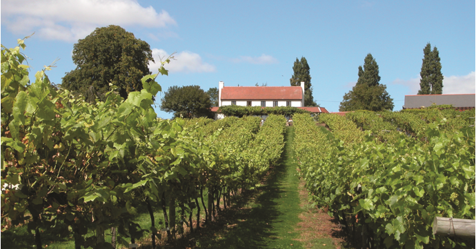 Gloucestershire vineyard wins gold at national wine awards