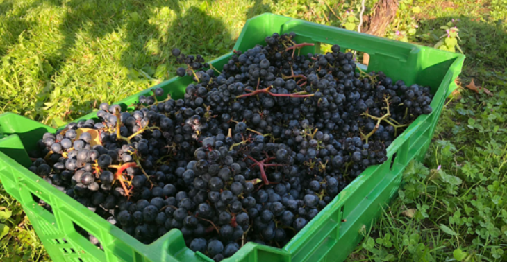 Here's how you could be a harvest helper at Poulton Hill Estate