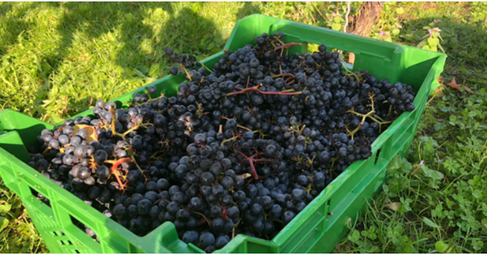 Here's how you could be a harvest helper at Poulton Hill Estate
