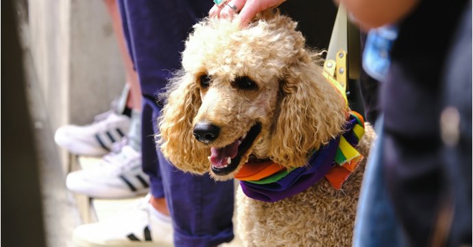 Annual Cotswolds pride parade returns to Cirencester with live entertainment lineup, dog show and funfair rides
