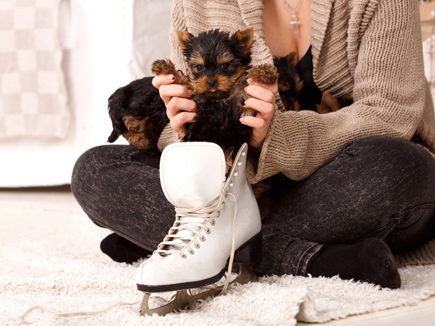Far fetched Ice skating for dogs is coming to Cheltenham!