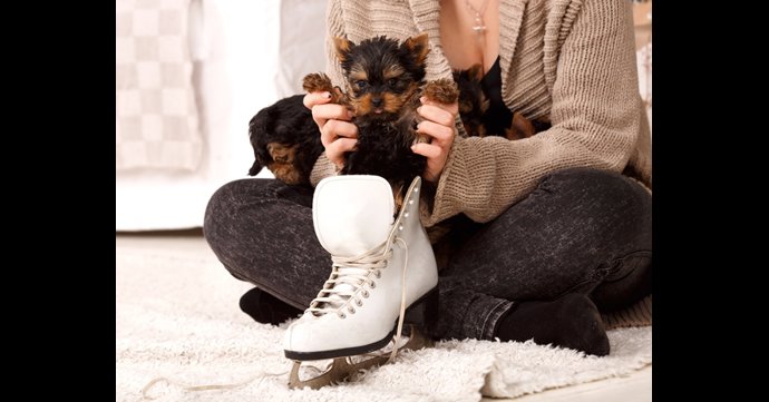 Boots Corner Cheltenham to be transformed into ice skating rink for dogs