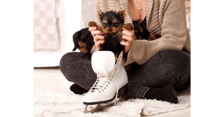Far fetched Ice skating for dogs is coming to Cheltenham!