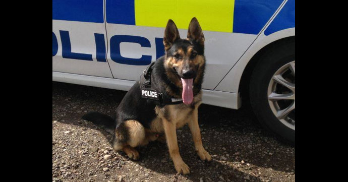 Police dogs need new places to train