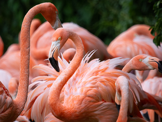 Experience Slimbridge Wetland Centre after hours, tucking into dinner as you watch its gorgeous flock of Caribbean flamingos.  Sarah Freeman