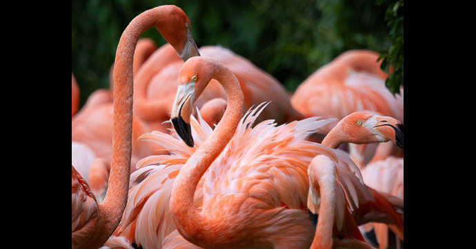 Dine with the Flamingos at Slimbridge Wetland Centre