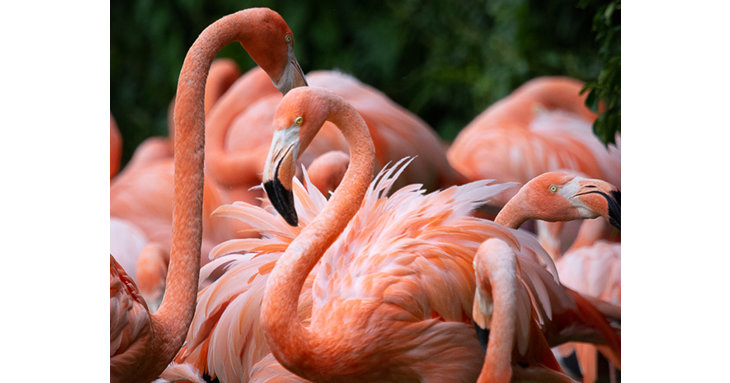 Experience Slimbridge Wetland Centre after hours, tucking into dinner as you watch its gorgeous flock of Caribbean flamingos.  Sarah Freeman