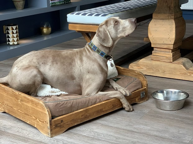 Dog brunch launching at Tewkesbury Park Hotel