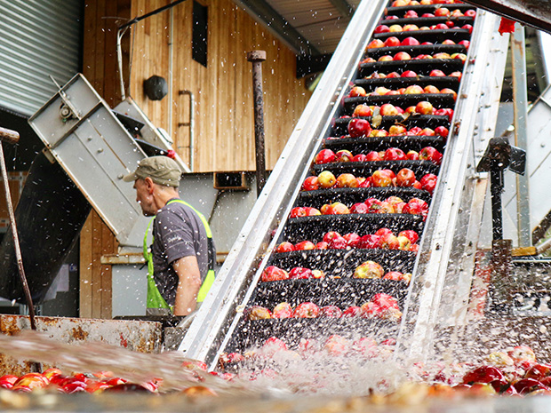 See how the award-winning cider is crafted, following the process from bud to bottle.