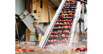 See how the award-winning cider is crafted, following the process from bud to bottle.