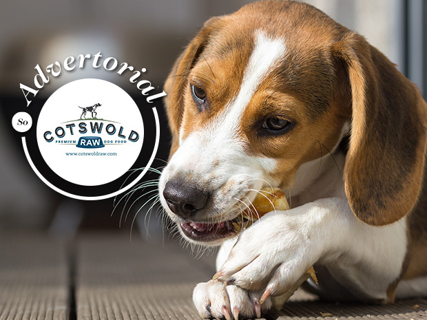 Natural chews and treats offer great benefits for dogs, according to Cotswold RAW