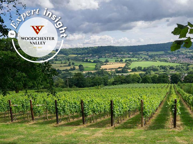 Woodchester Valley expert insight: All you need to know about English wine