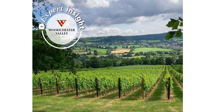 Learn more about English wine with Woodchester Valley. Image  Mike Barby.