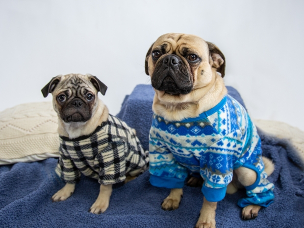 Hang out with some pooches in pyjamas to raise money for Cheltenham Animal Shelter.