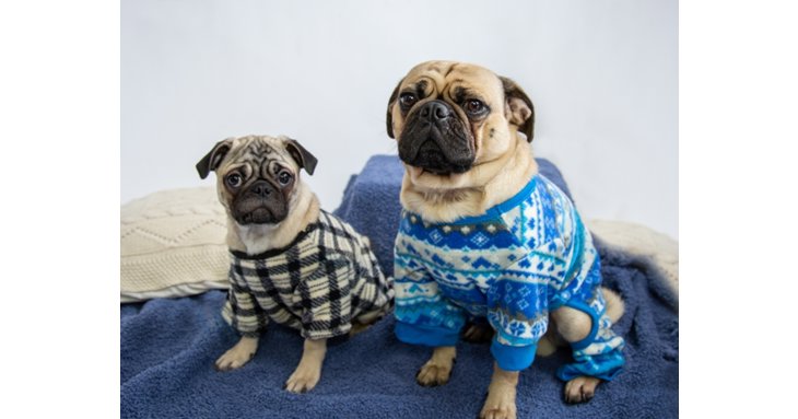 Hang out with some pooches in pyjamas to raise money for Cheltenham Animal Shelter.