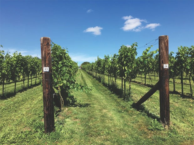 Try a host of wines grown and produced on the Poulton Hill Estate near Cirencester.