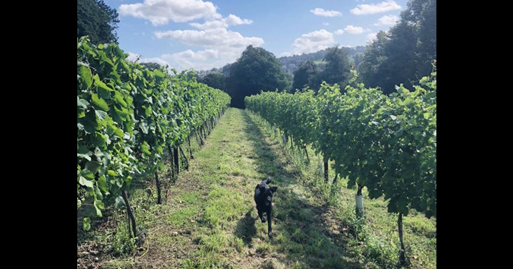 Woodchester Valley Vineyard is welcoming canine companions for a Vineyard Tour and Dog Walk, this November and December 2020.