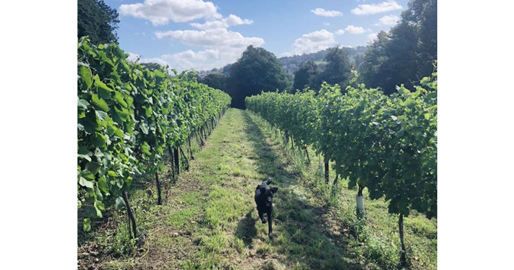 Woodchester Valley Vineyard is welcoming canine companions for a Vineyard Tour and Dog Walk, this November and December 2020.