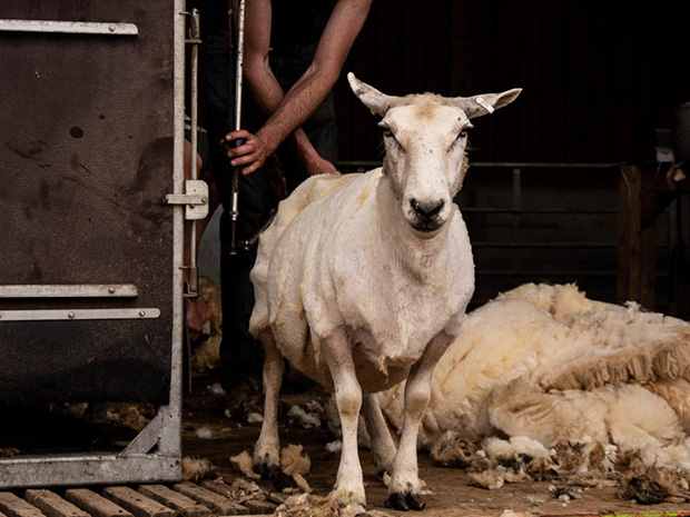 See the sheep shearing action in the Animal Barn at Cotswold Farm Park, this May half term.