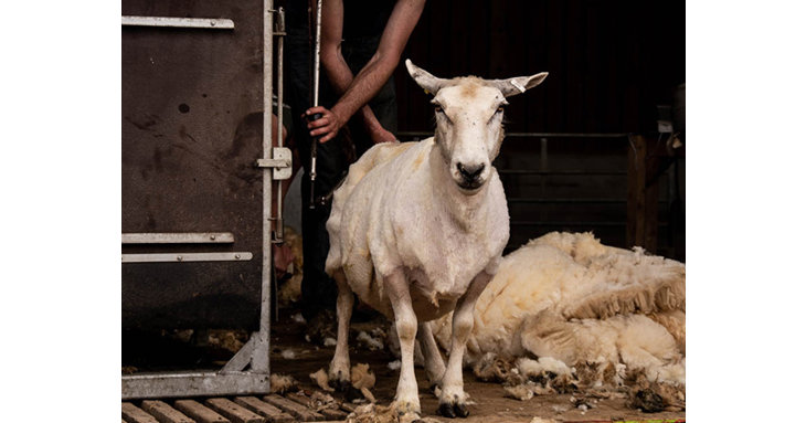 See the sheep shearing action in the Animal Barn at Cotswold Farm Park, this May half term.
