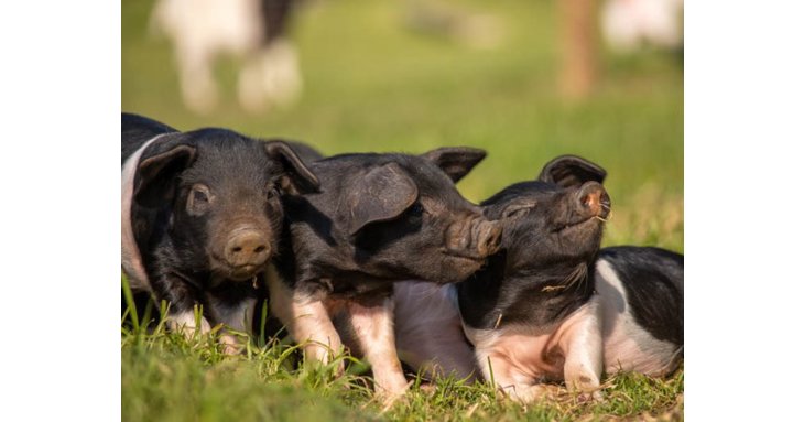 There is plenty to fill your 2022 Cotswolds calendars, with the February opening of Cotswold Farm Park and piglets! an early highlight.