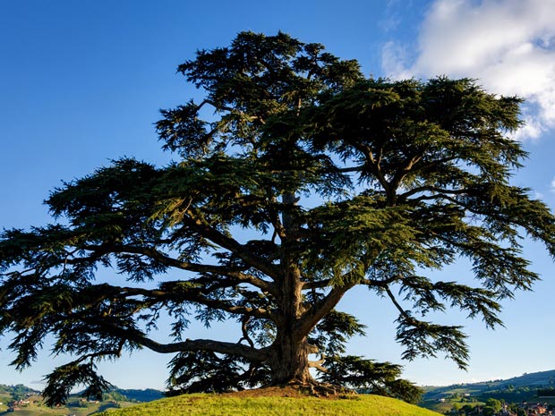 Pittville Park Cedar of Lebanon tree will not be felled