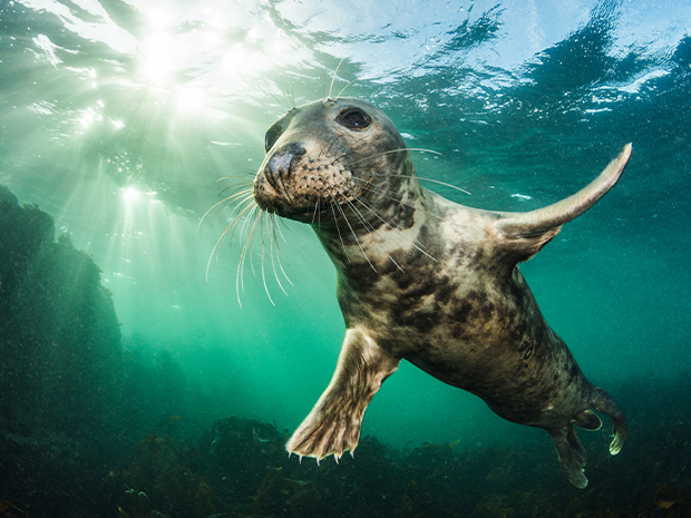10 Years of the British Wildlife Photography Awards at Nature in Art