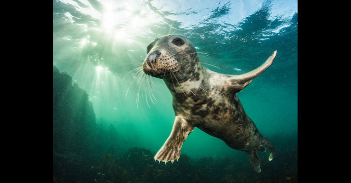 10 Years of the British Wildlife Photography Awards at Nature in Art