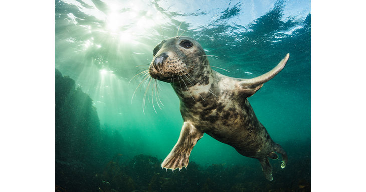 Marvel at the work of British Wildlife Photography Awards winners from the past ten years, as the touring exhibition returns to Nature in Art in Gloucester.  Kirsty Andrews, highly commended in 2018.