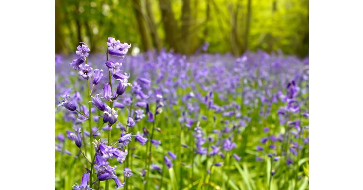 Enjoy spring at 11 of the best places to see bluebells in Gloucestershire.