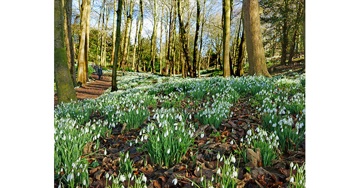 Spot the first signs of spring at 8 of the best places to see snowdrops in Gloucestershire  including Painswick Rococo Garden.