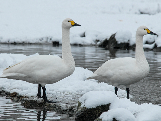 In an extraordinary act of reverse migration, the Bewicks swans are back at Slimbridge Wetland Centre.