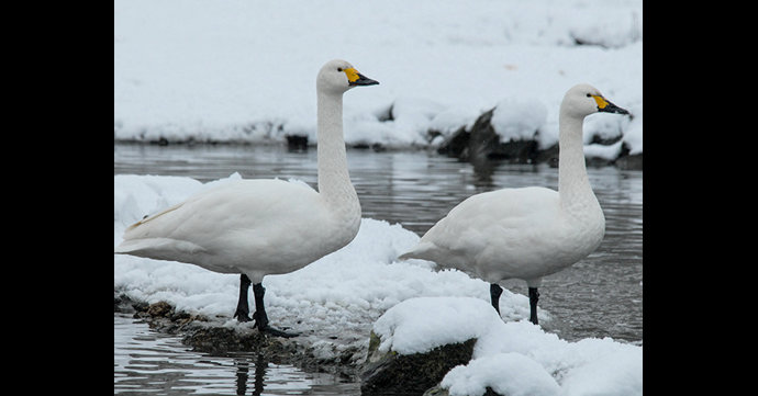 Bewick’s swans return to Slimbridge Wetland Centre in rare reverse migration