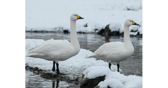 Bewick’s swans return to Slimbridge Wetland Centre in rare reverse migration