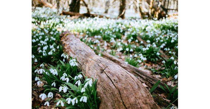 Charity teas at Colesbourne Park Snowdrops