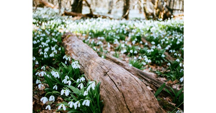 Don't miss the chance to see the beautiful snowdrops and enjoy a slice of cake.