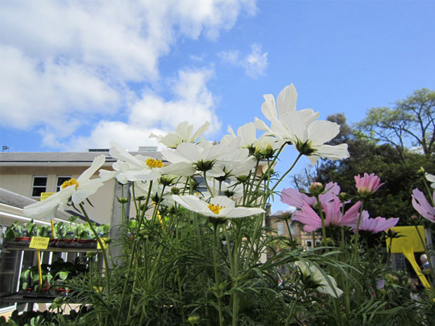 Snap up some lovely plants at Cobalt's spring sale.