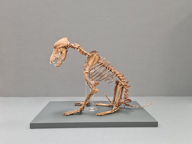 Rare dog skeleton on display at Corinium Museum