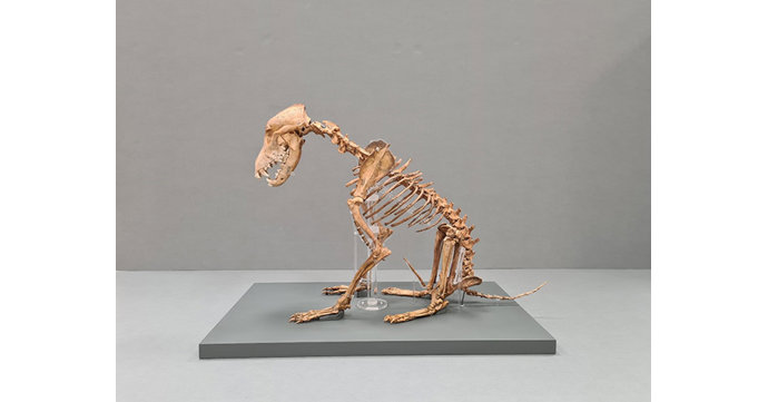 Rare dog skeleton on display at Corinium Museum