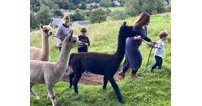 The alpaca walks are suitable for adults and children - for a unique family day out.