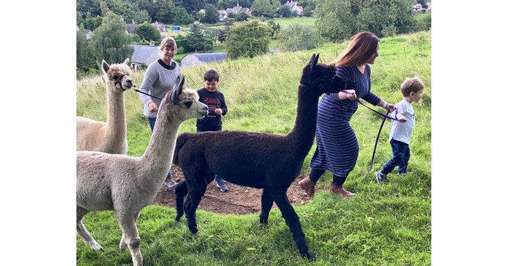 The alpaca walks are suitable for adults and children - for a unique family day out.