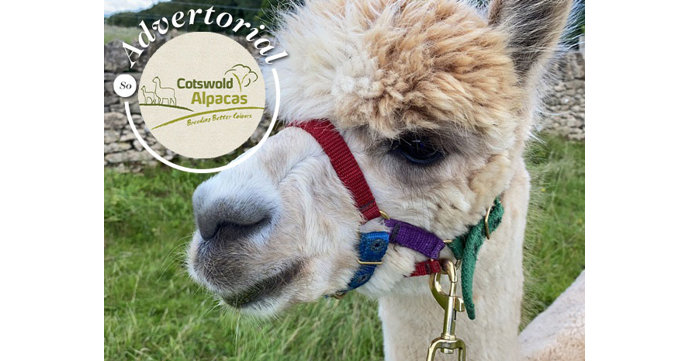 Cotswold Alpacas launches new alpaca experiences in Cowley