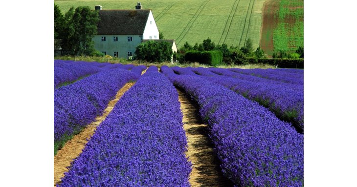 Cotswold Lavender will be open to the public this summer, from  Wednesday 15 June to Sunday 7 August 2022.