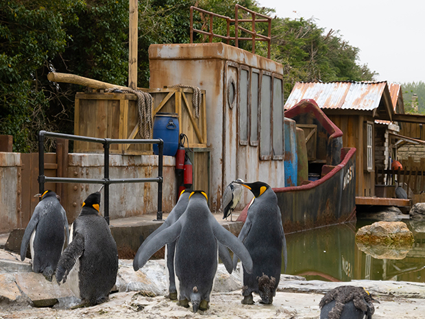 Cotswolds wildlife park opens new enclosure to welcome penguins from Bristol Zoo