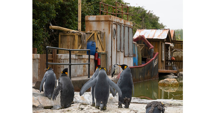 A group of African penguins relocated from Bristol Zoo are settling into their brand-new enclosure at Birdland in Bourton-on-the-Water. Image  Cotswold House Photography.