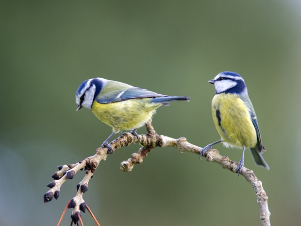 Experience the Dawn Chorus Walk around the grounds of Sudeley Castle.