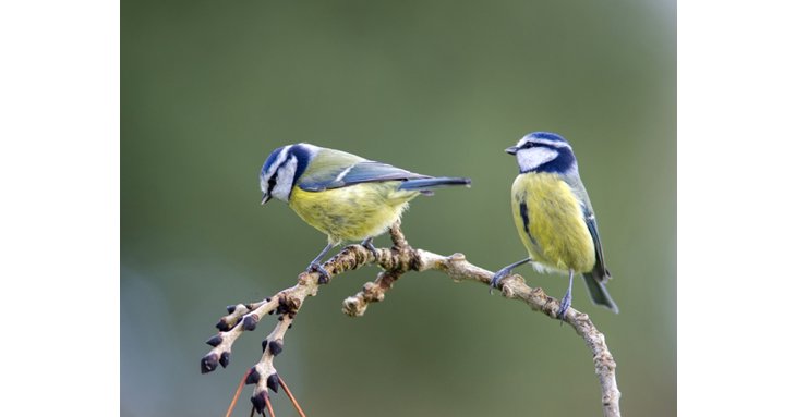 Experience the Dawn Chorus Walk around the grounds of Sudeley Castle.